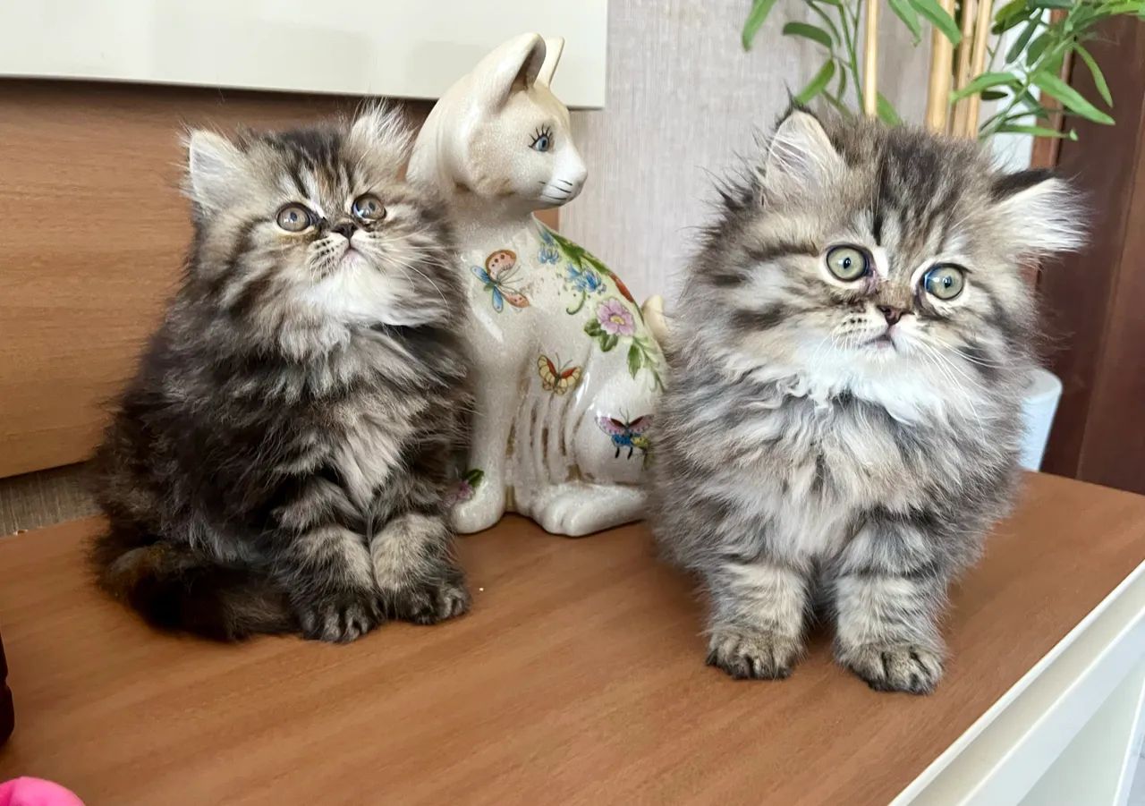 Gatinhas Persas - Foto 5