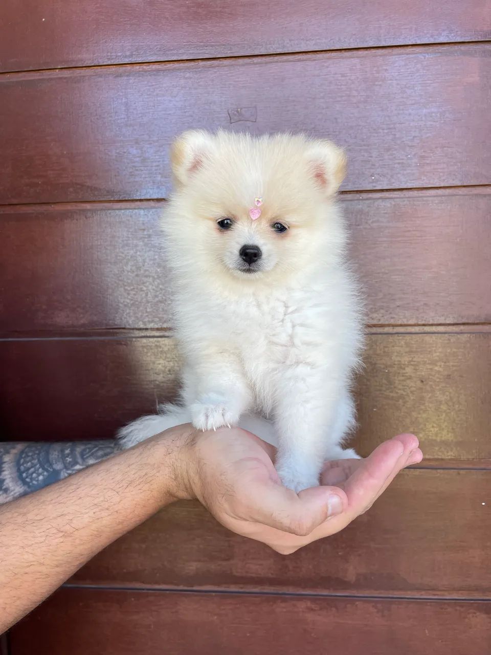 Lulu da Pomerania Fêmea  - Foto 3