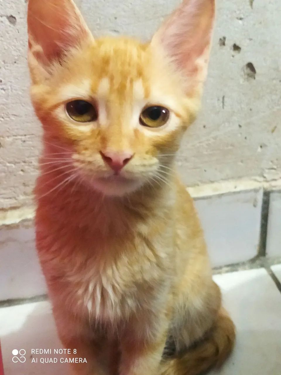 Gatos para doação, desde filhotes a adultos - Foto 5