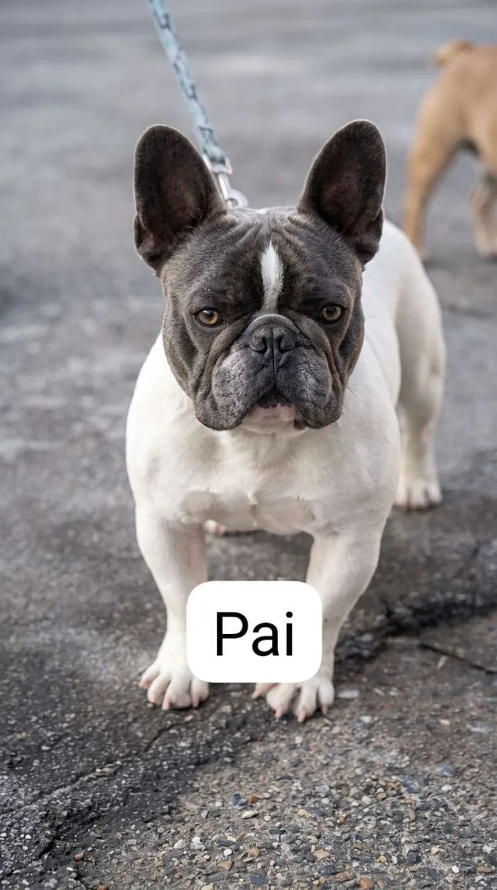 Bulldog Francês  - Foto 2