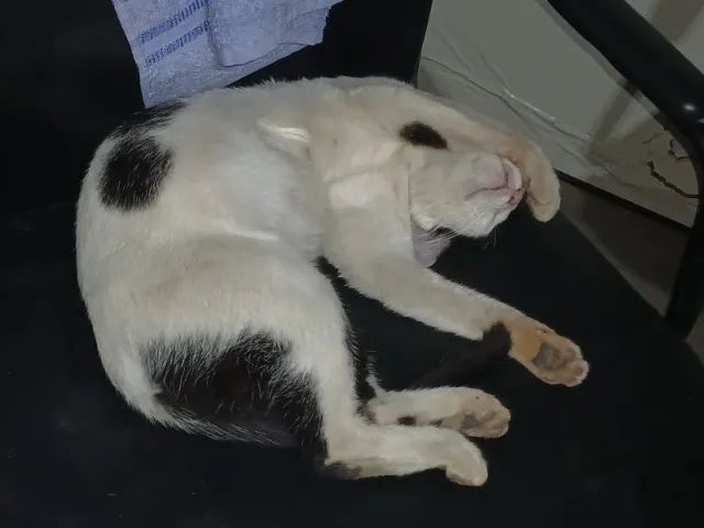 Gatinha Manhosa