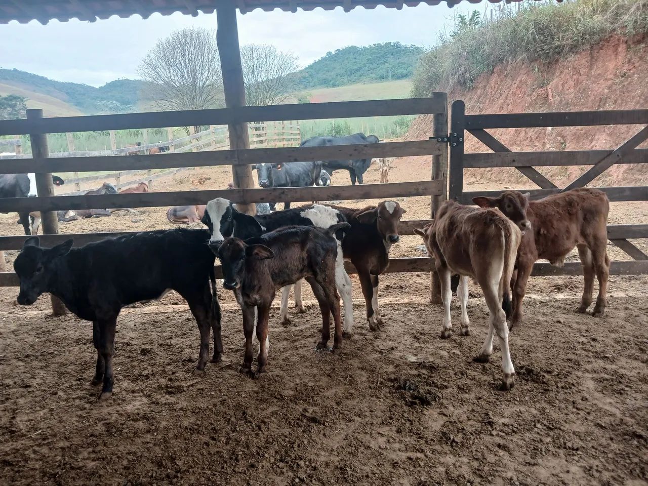Venda de vacas de leite - Foto 6
