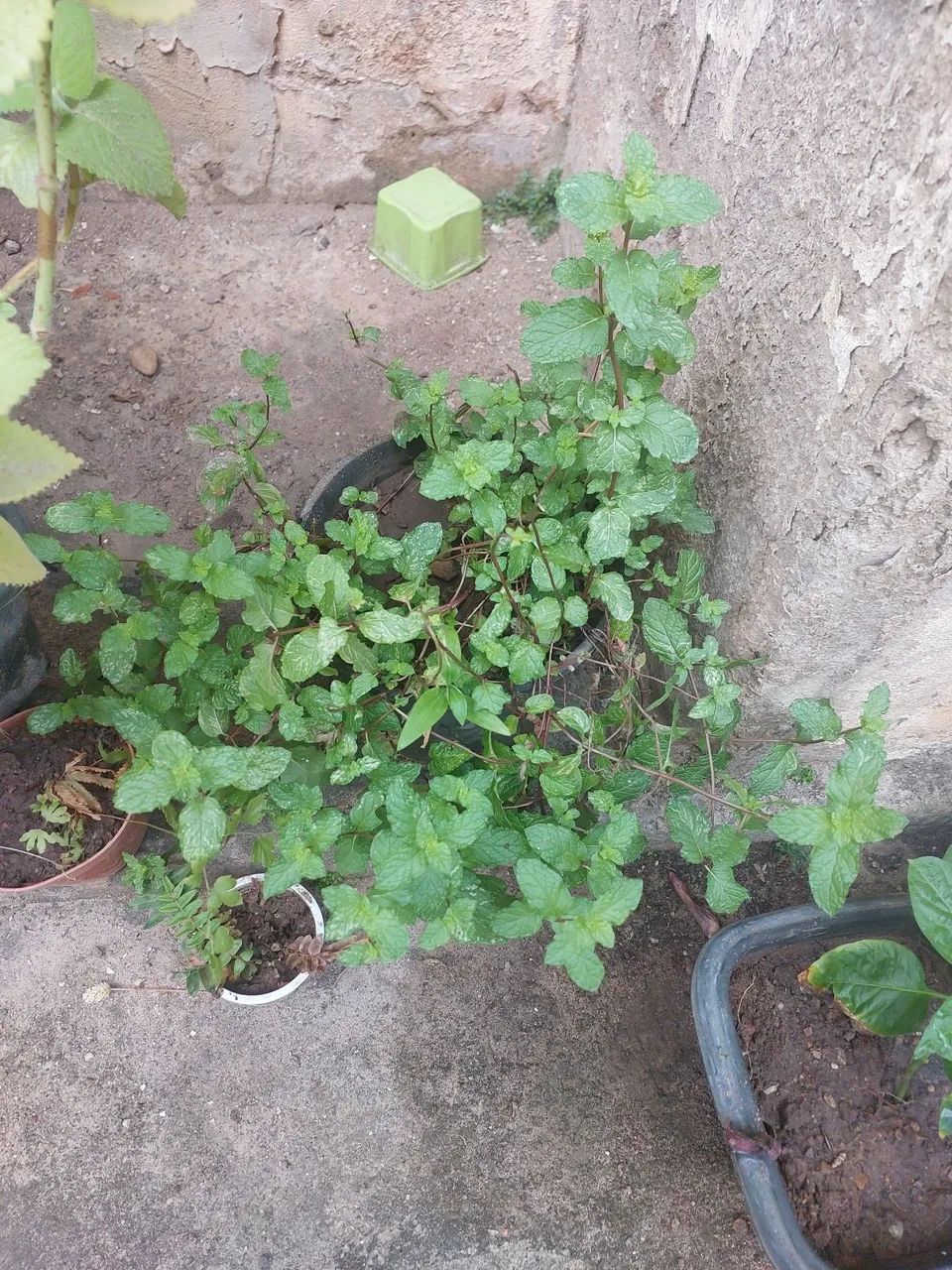 Mudas de Plantas variadas - Foto 5