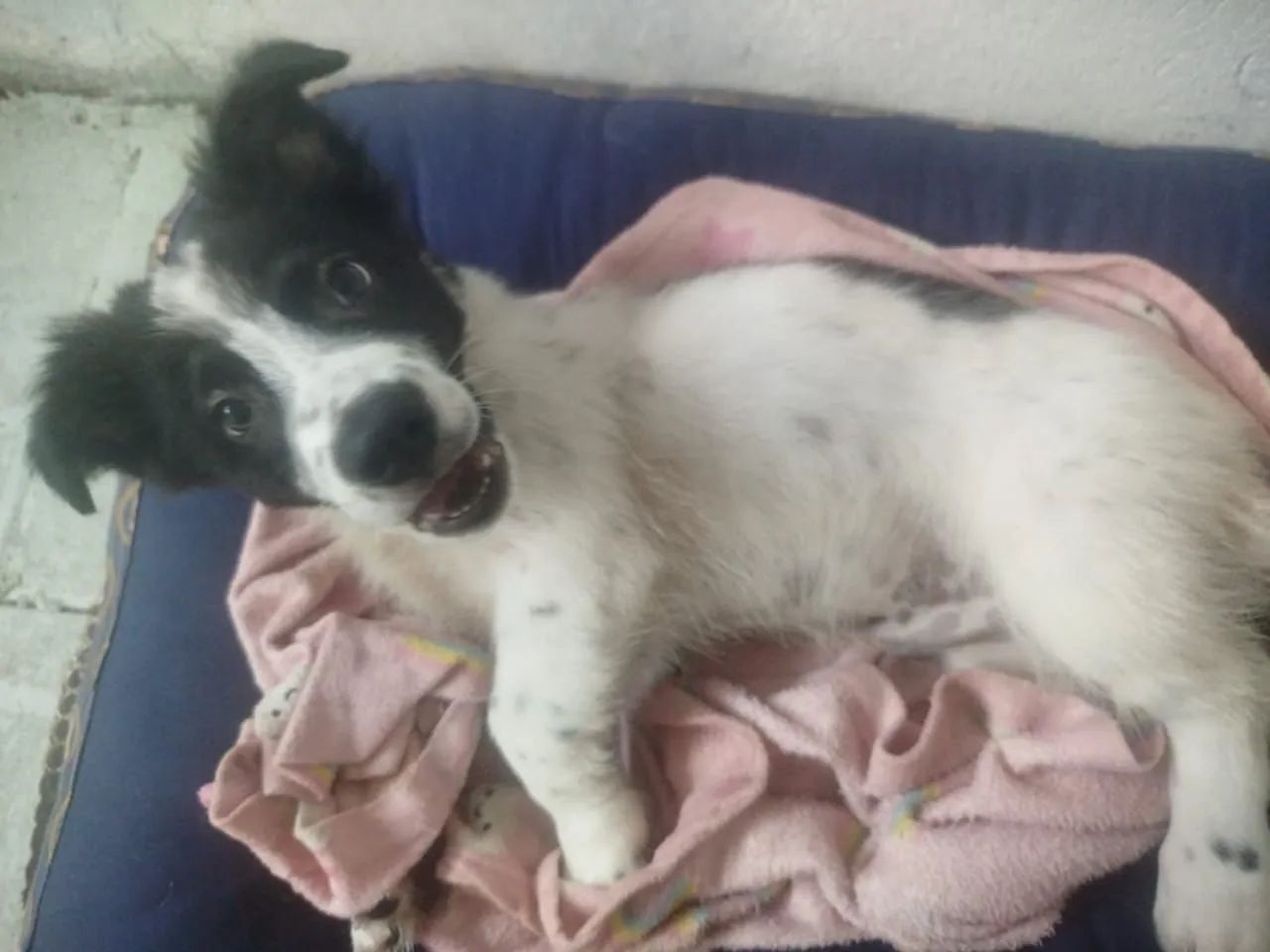 Doação  - Foto 2