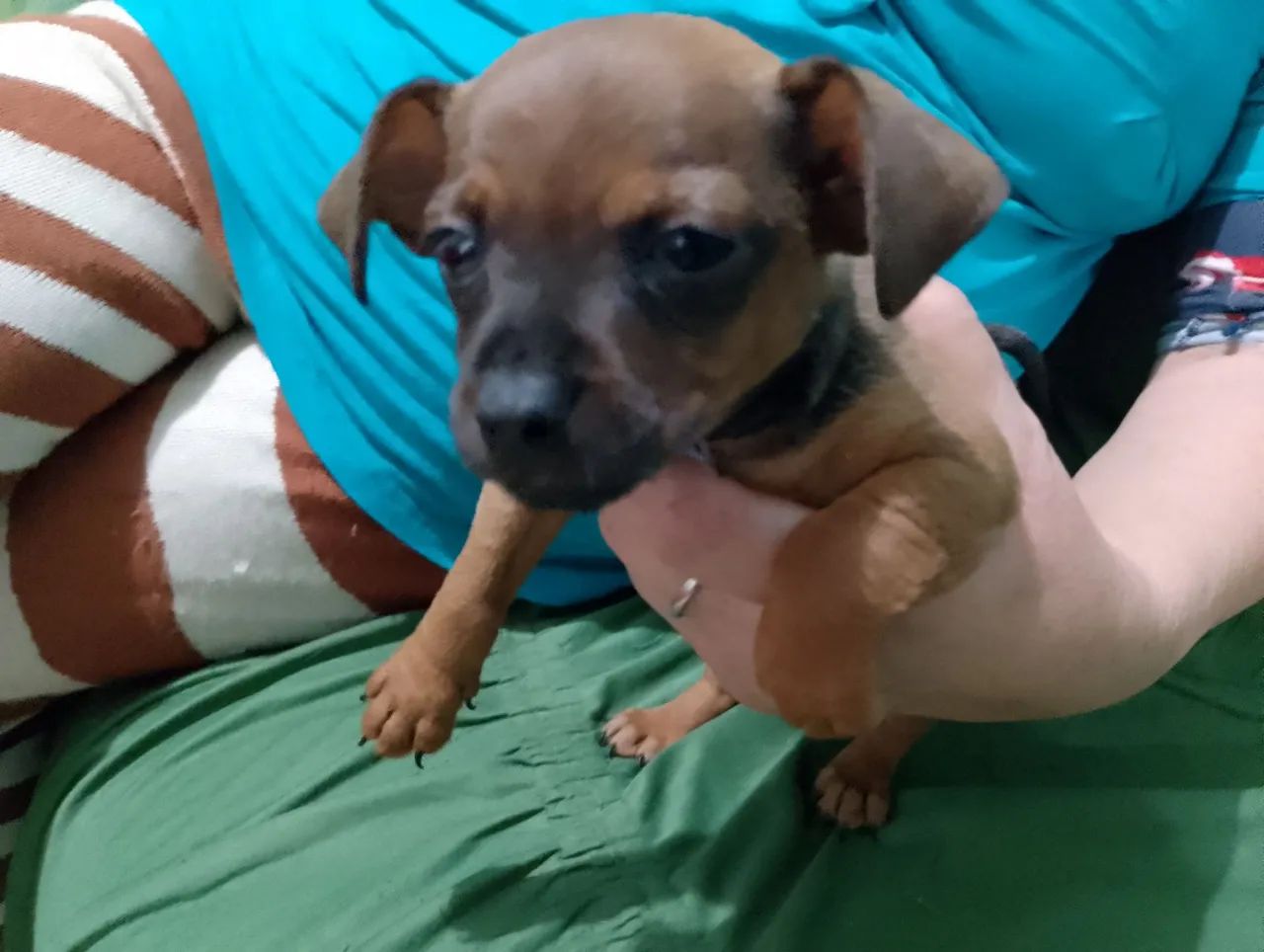 Pinscher n.1 - Foto 2