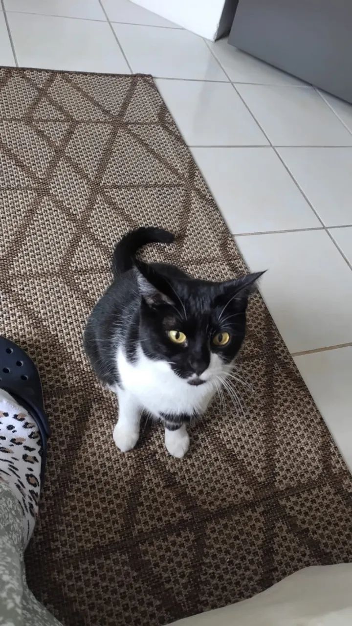Doa-se gata castrada 