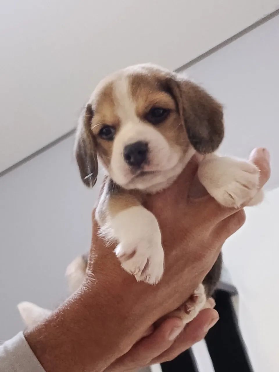 Cachorro  - Foto 3