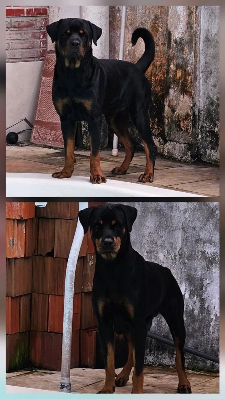Rottweiler filhotes - Foto 5