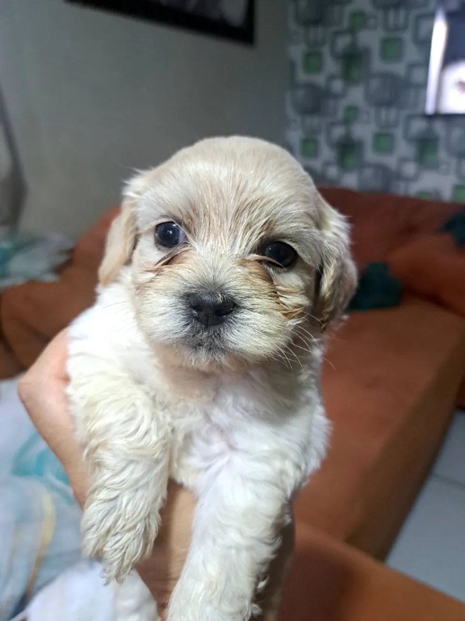 Lhasa apso 