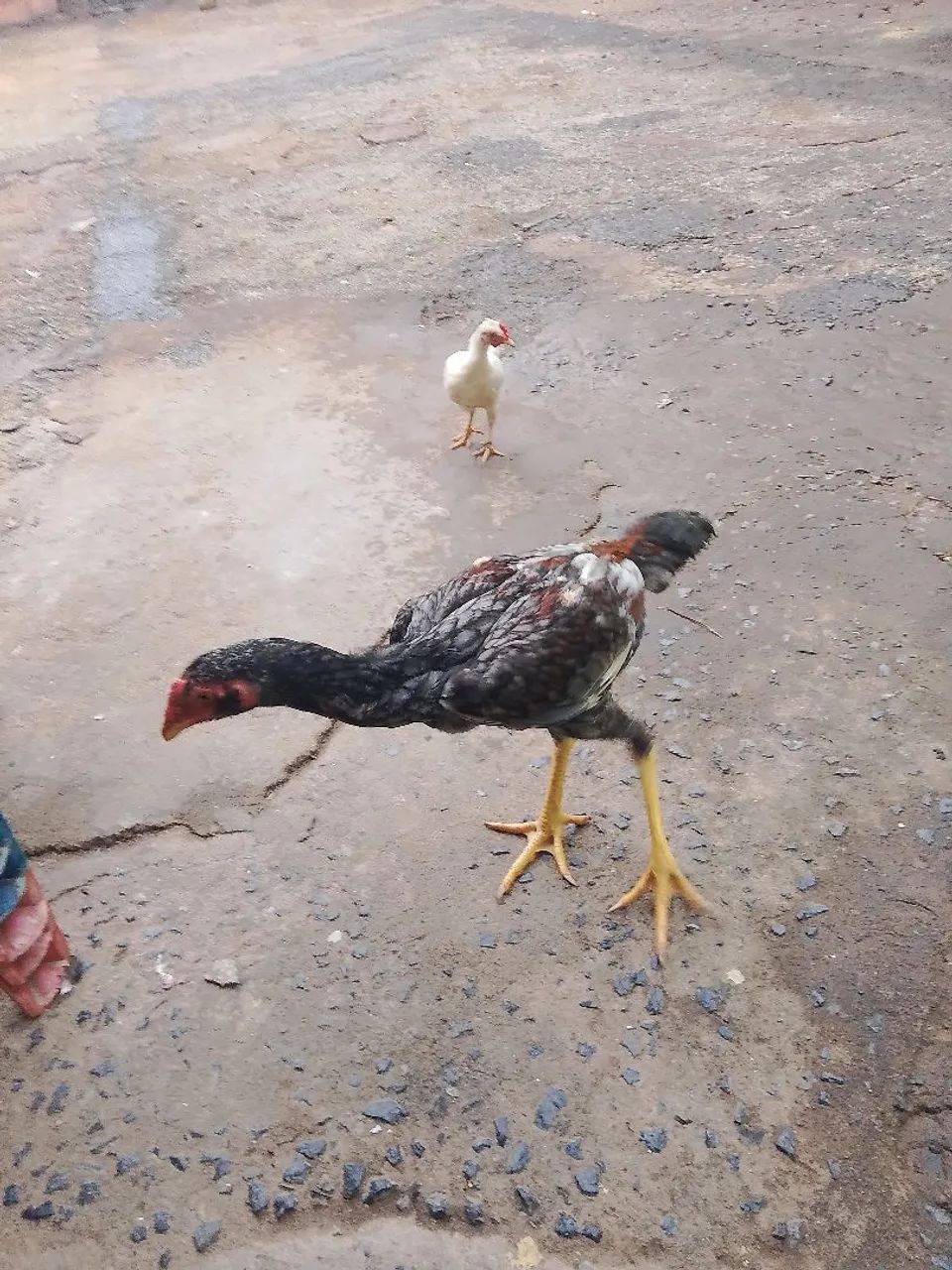 Vendo 3 frangos indios