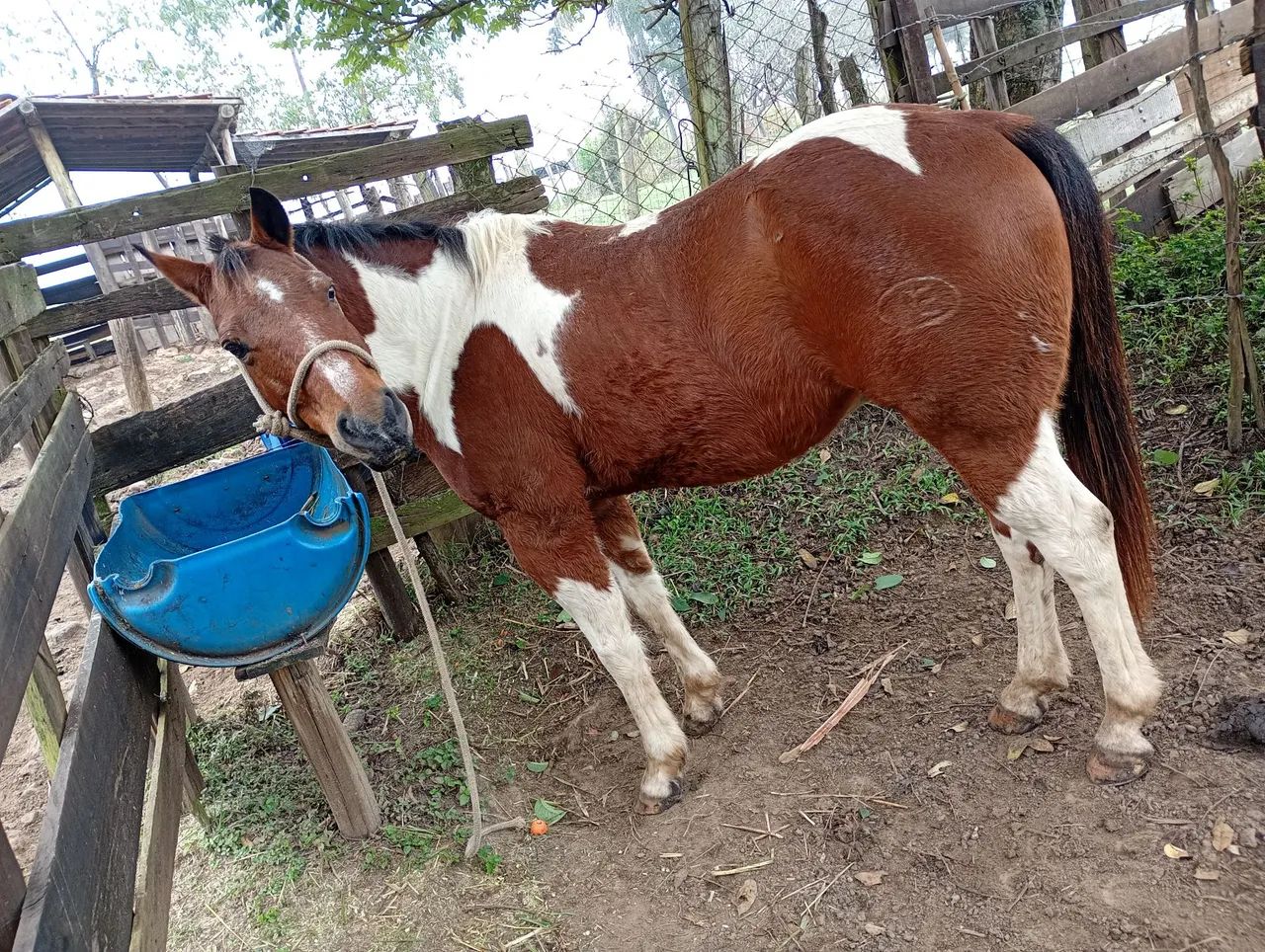 Cavalo quarto de milha Bulldog pampa - Foto 4