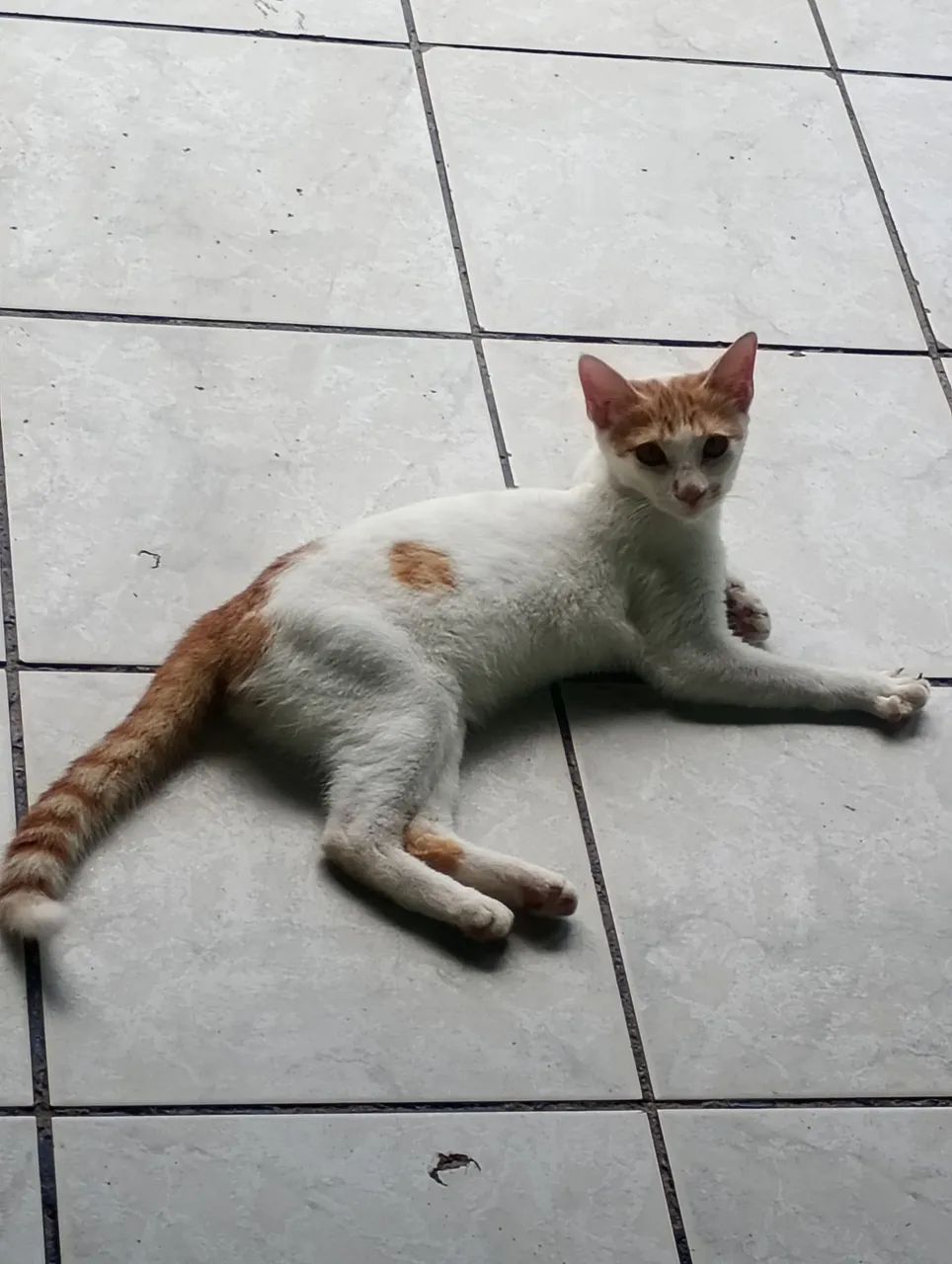 Gatinho macho pra adoção responsável  - Foto 5