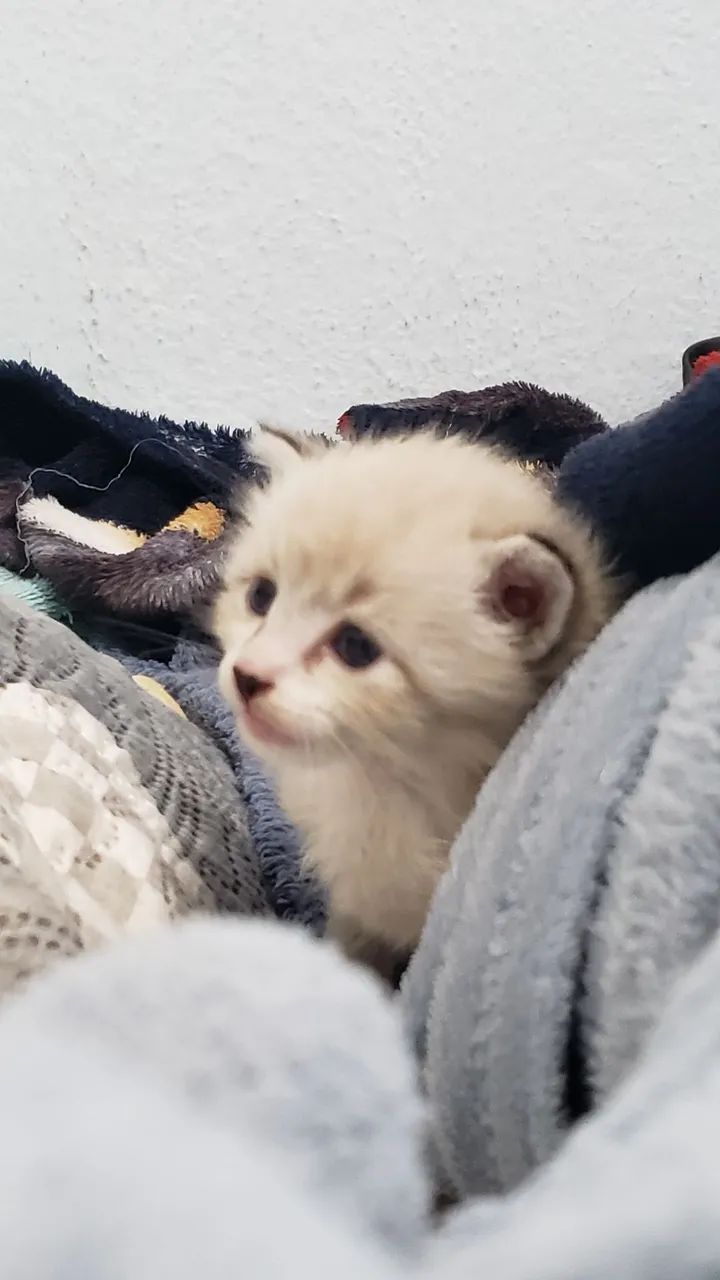 Doação responsável de gato - Foto 4