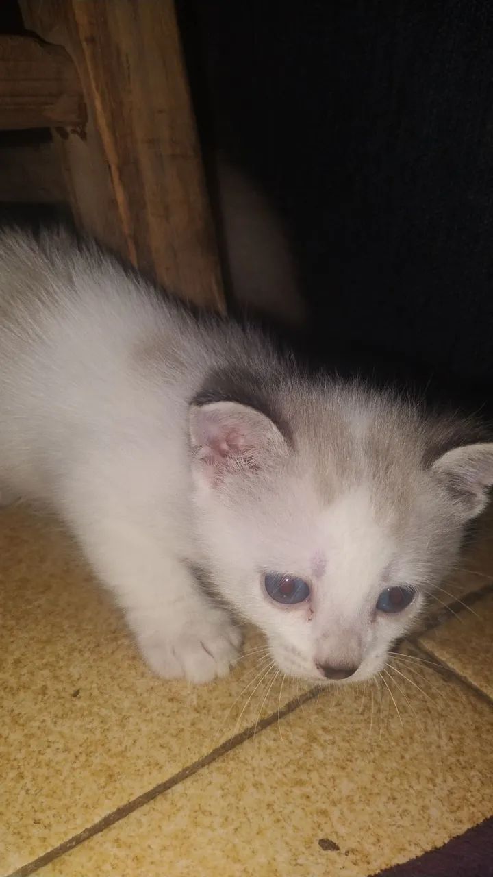 Gatinhos super fofos e alegres. - Foto 5