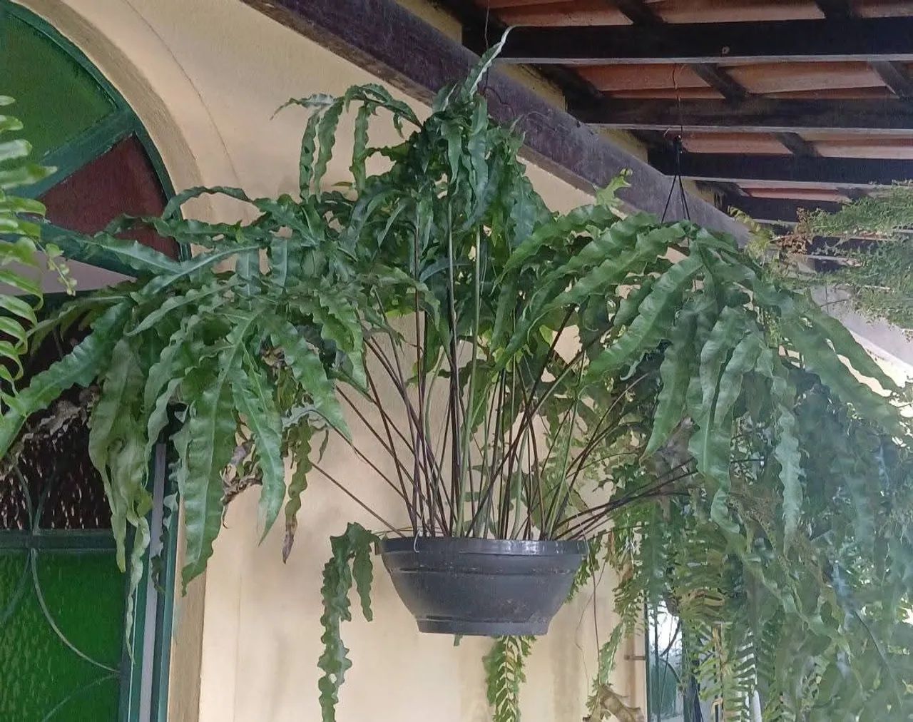 Samambaia Amazonas 