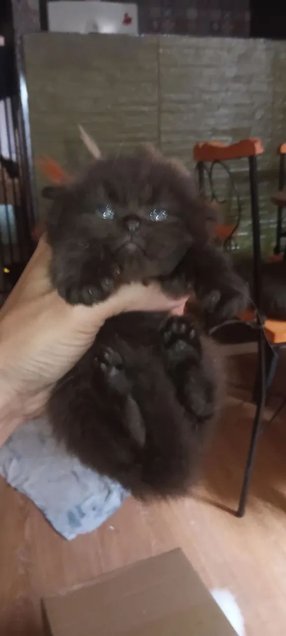 Macho Persa Black  - Foto 4