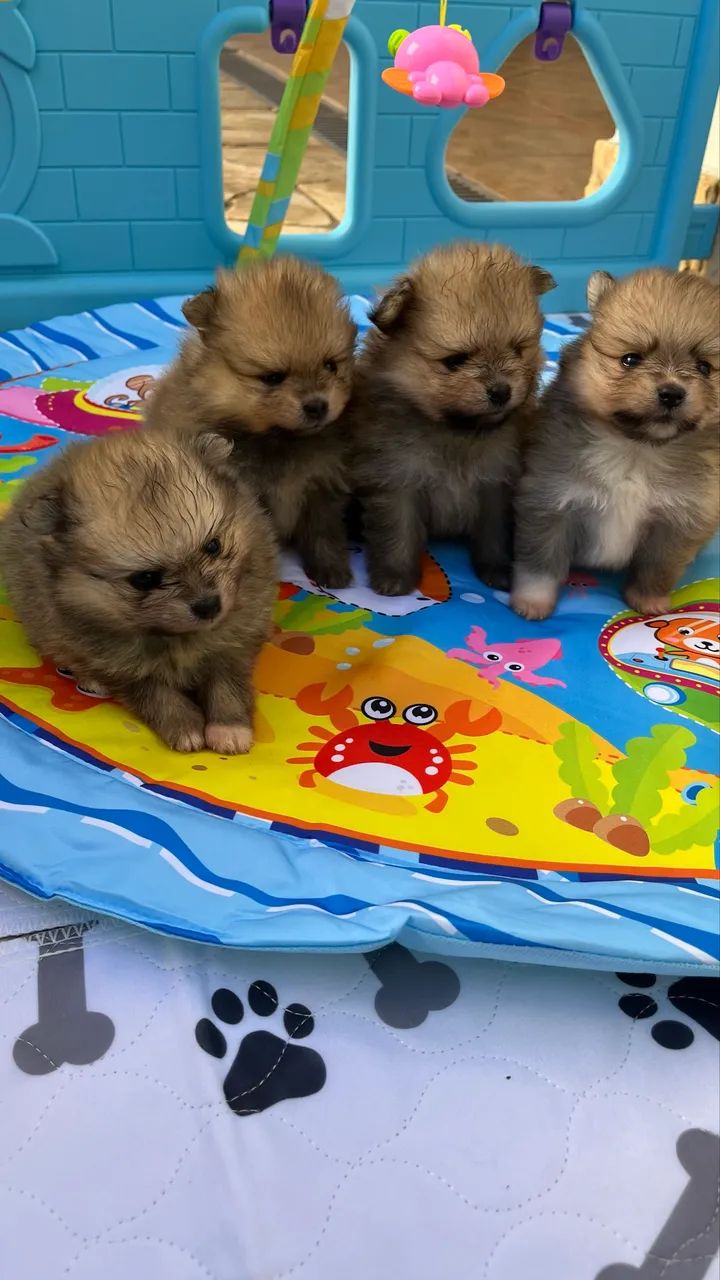 Spitz Alemão - Foto 2
