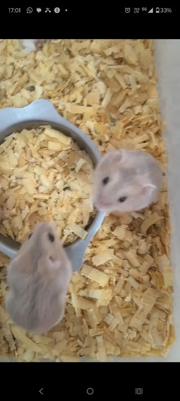 Hamster Anão Russo - Foto 3