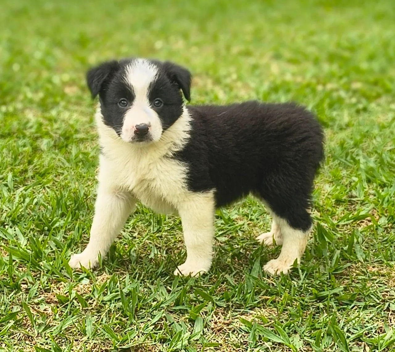 Border collie  - Foto 5