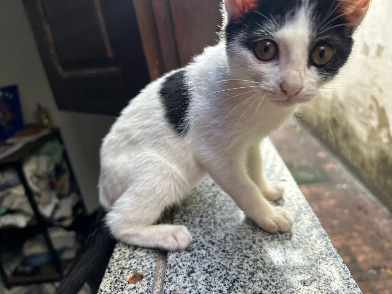gatinha filhote - Foto 3