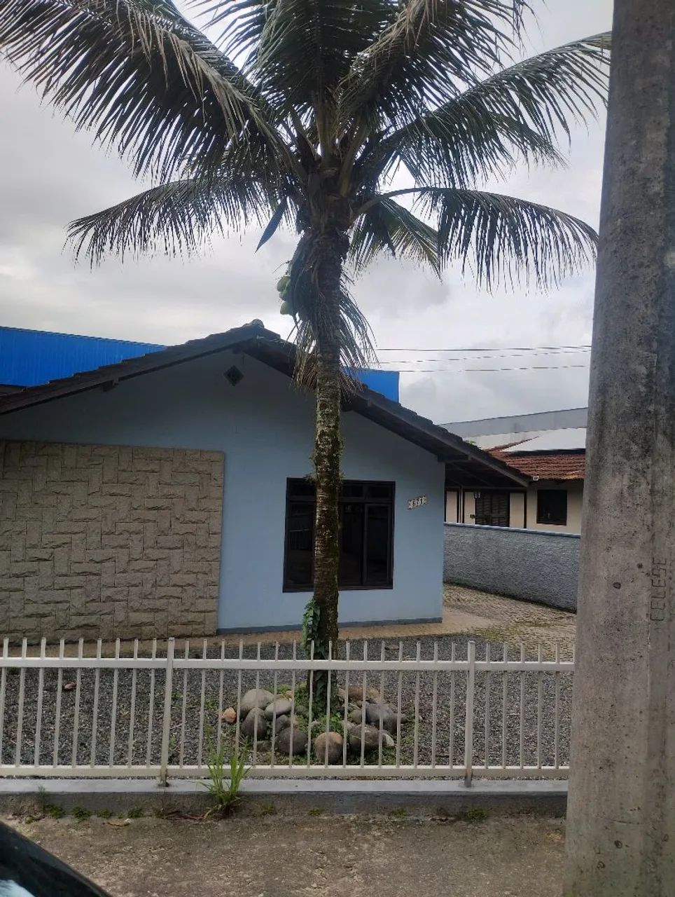 Palmeira côco da bahia