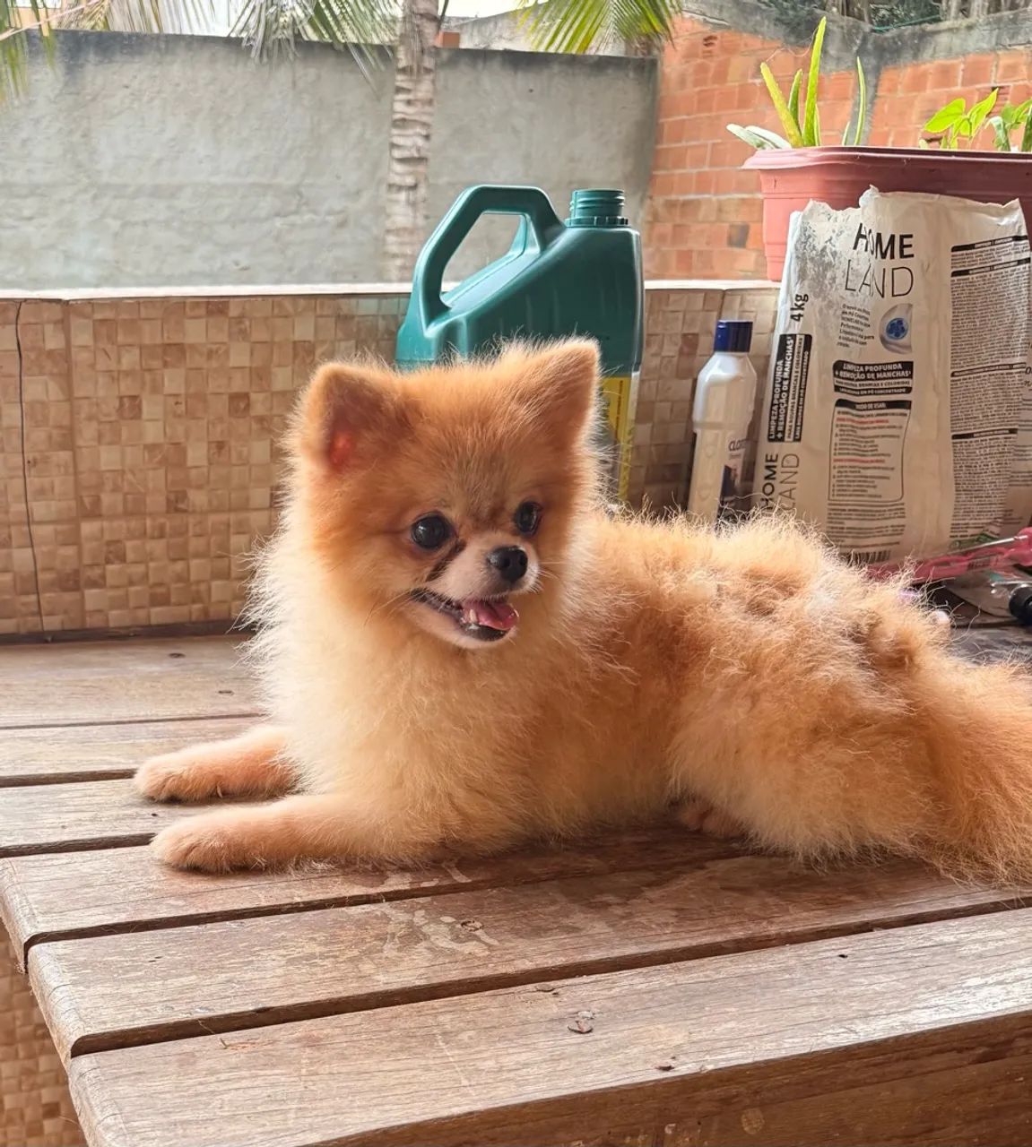 Spitz alemão macho 