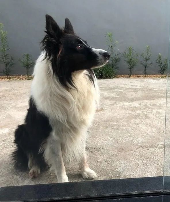 Border collie  - Foto 4