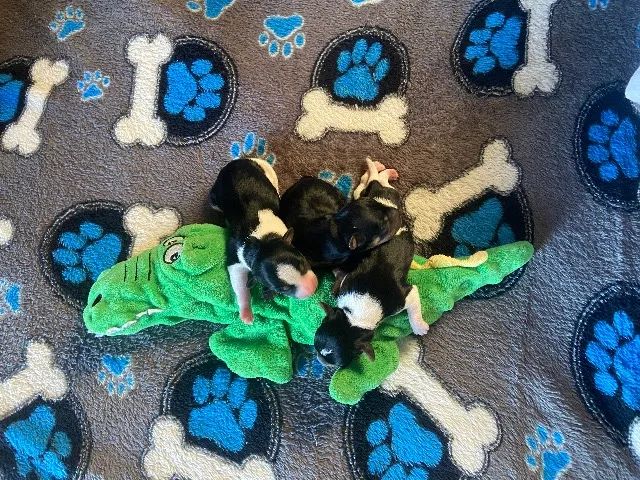 Filhote Pinscher  - Foto 2