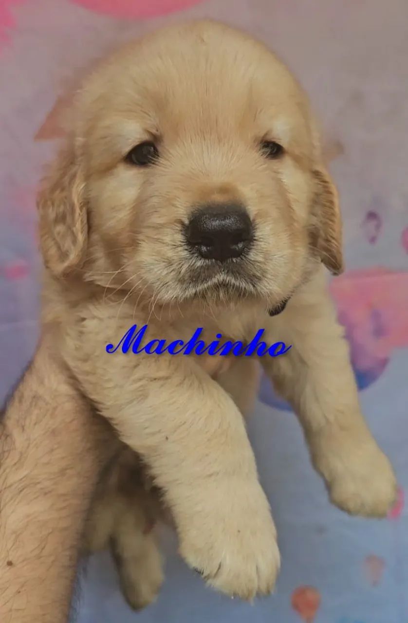 PRONTOS PARA ENTREGA Filhotes de Golden Retriever  - Foto 5