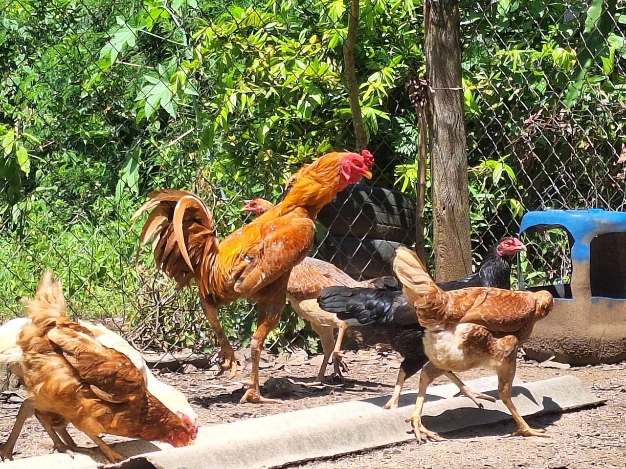 galinha caipira 