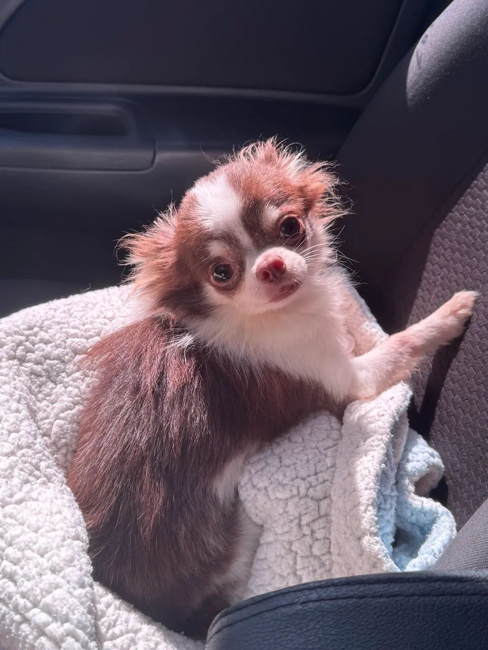 Chihuahua macho chocolate pelo longo com 1 ano para companhia