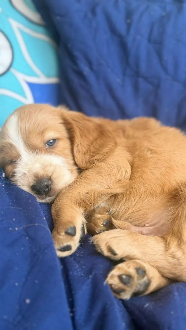 Filhote cocker spaniel , apenas macho - Foto 4