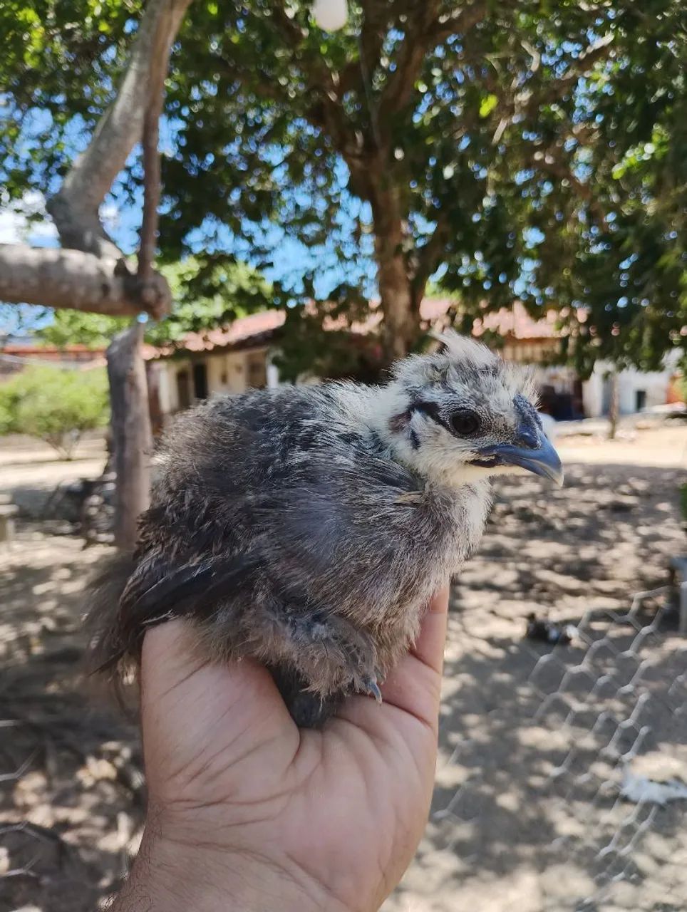 Frango de sedosa e Brahma  - Foto 3