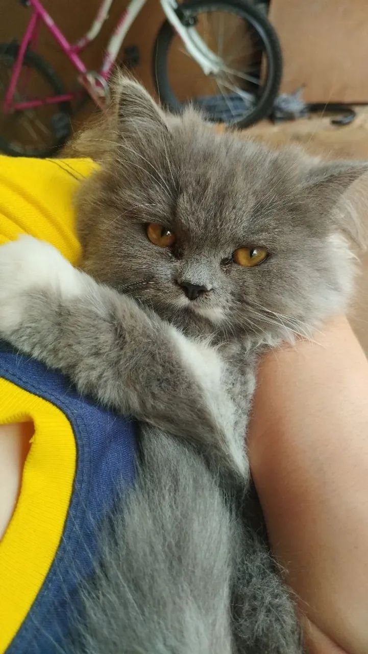 Gato persa macho - Foto 2