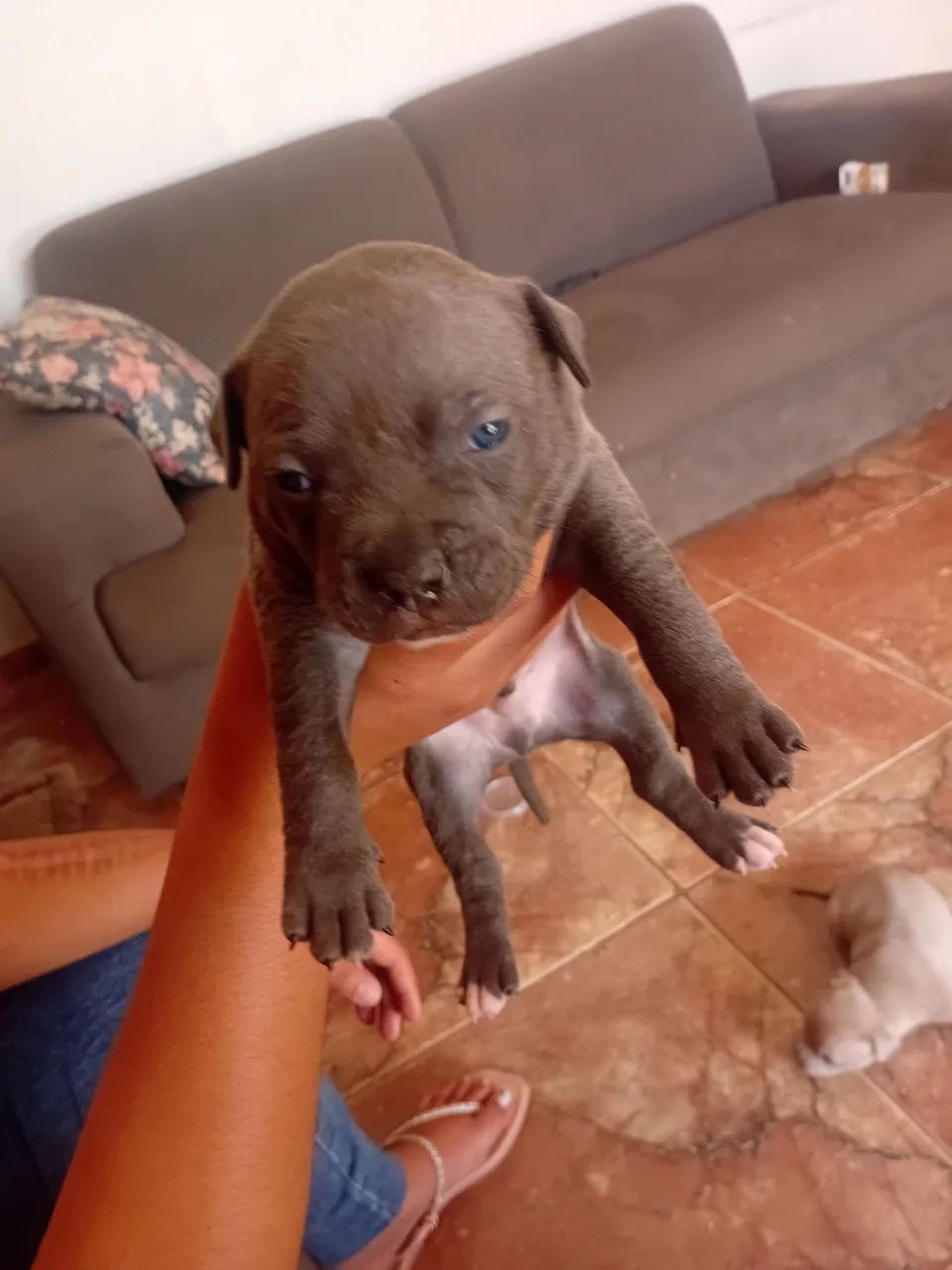 American bully  - Foto 2