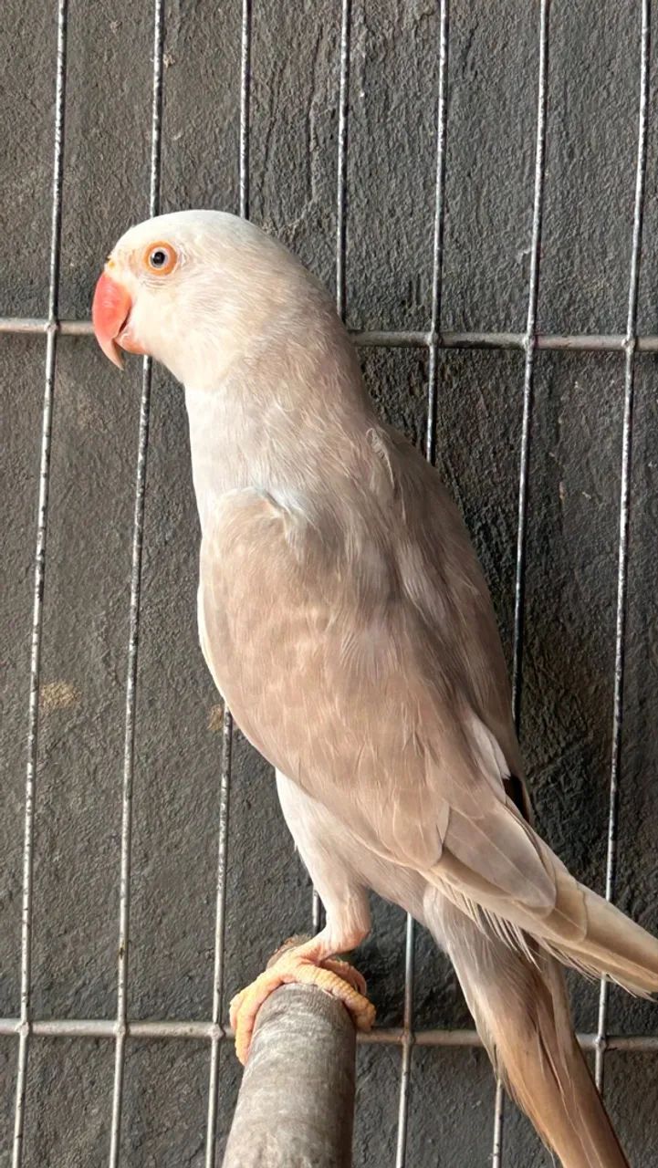 Gaiola - Foto 2