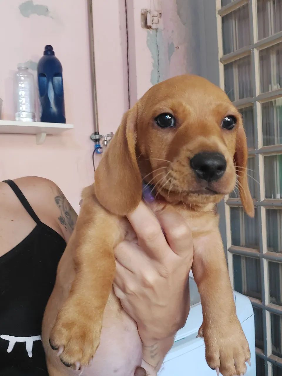 Dachshund filhote - Foto 2