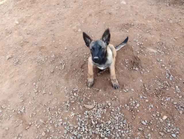 FILHOTES PASTOR MALINOIS - Foto 2