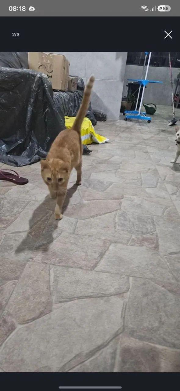 Gatinhos pra doar
