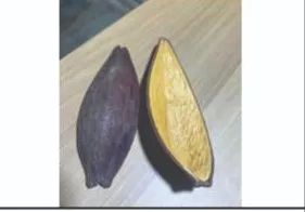 Compro sementes nativas - Foto 4