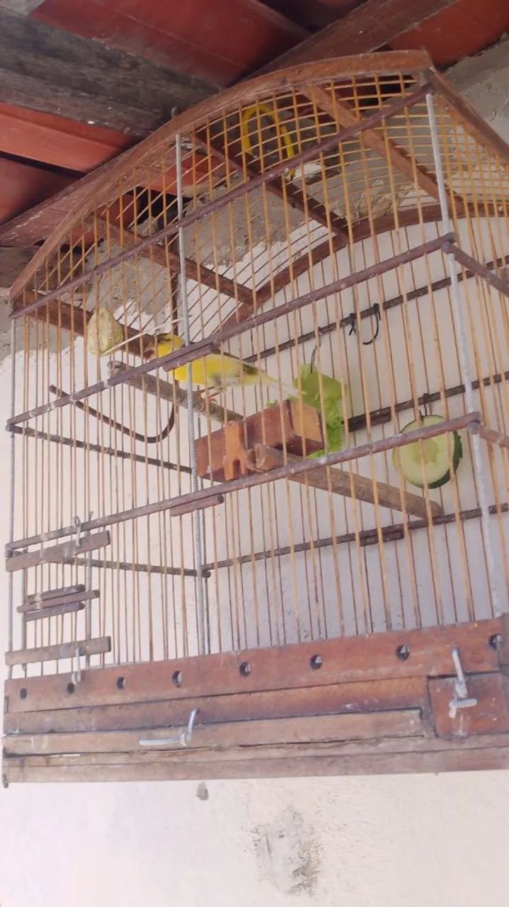 Gaiola boa - Foto 2