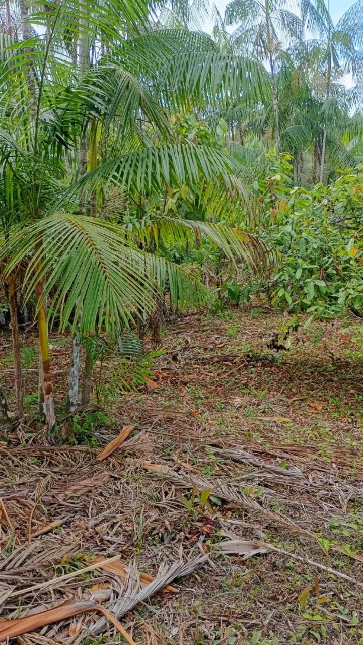 Vende-se  sítio  no Acará medindo 114 de frente por 208 de fundo, ja  com  uma produção  d - Foto 4