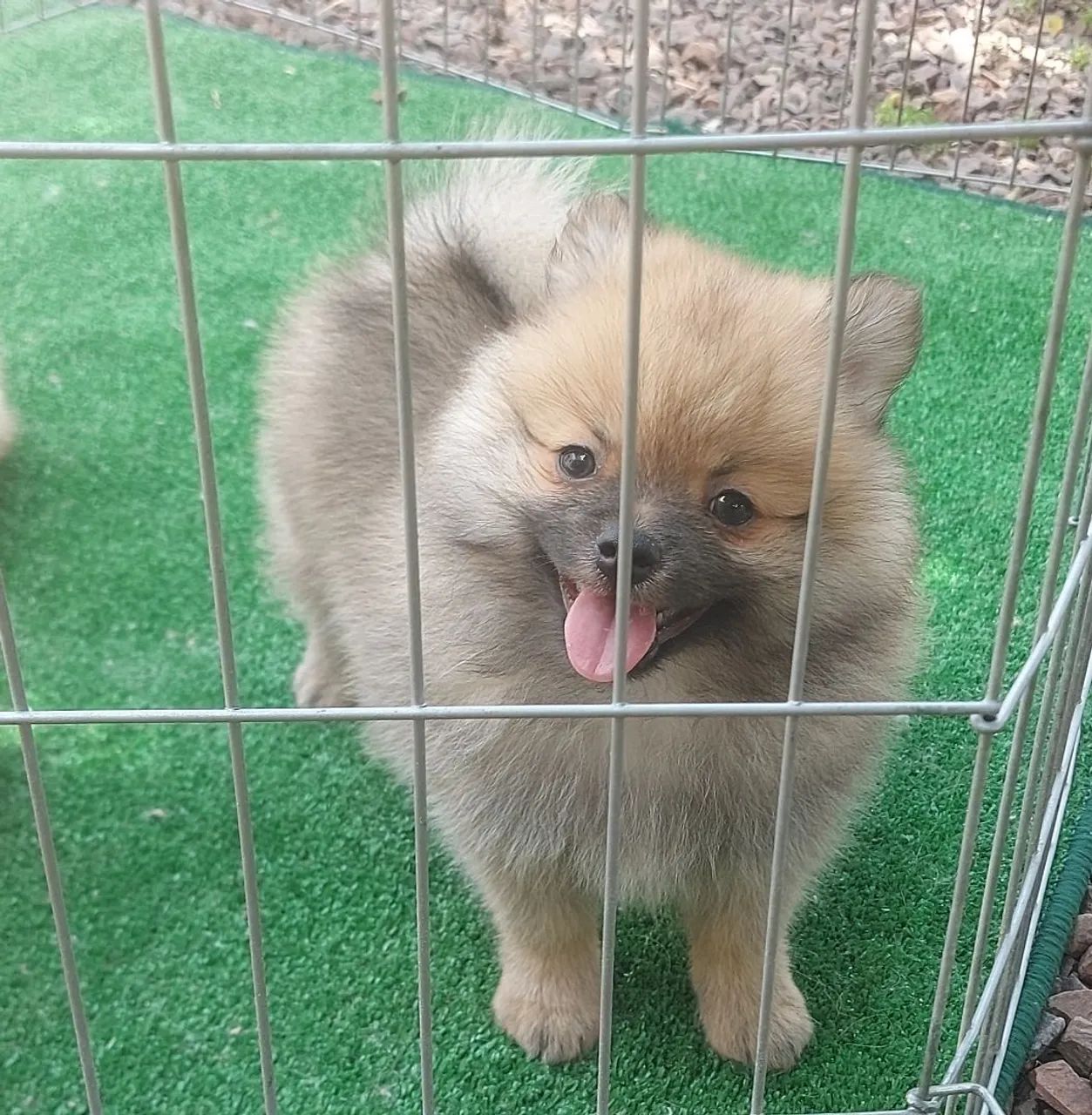 Cachorros e acessórios  - Foto 4