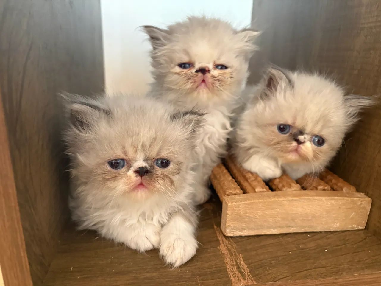 Gatinhos persas filhotes  - Foto 4