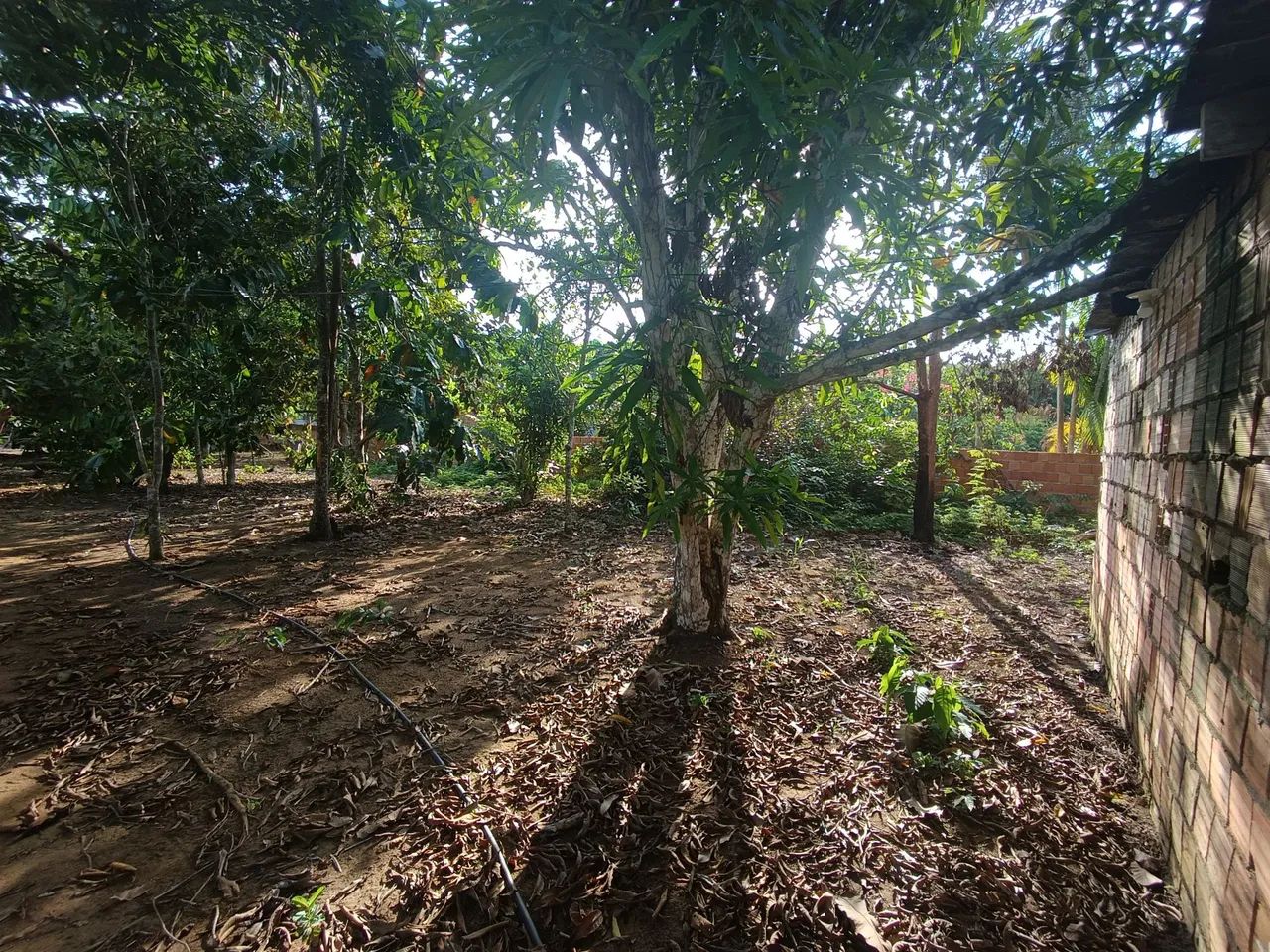 //Lote com 800 M2 em Açutuba  - Foto 5