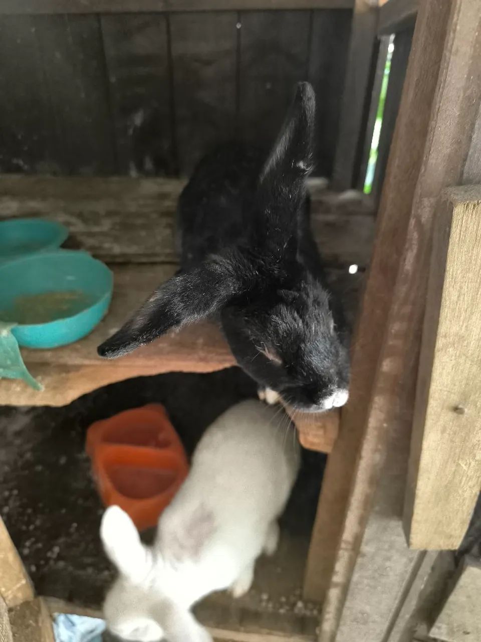 Coelhos machos  - Foto 2