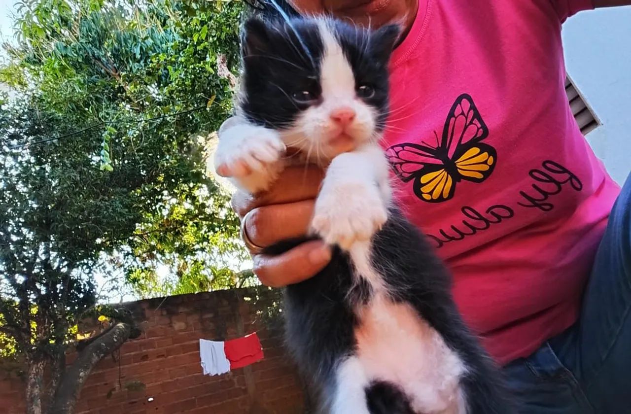 Gatinhos  - Foto 3