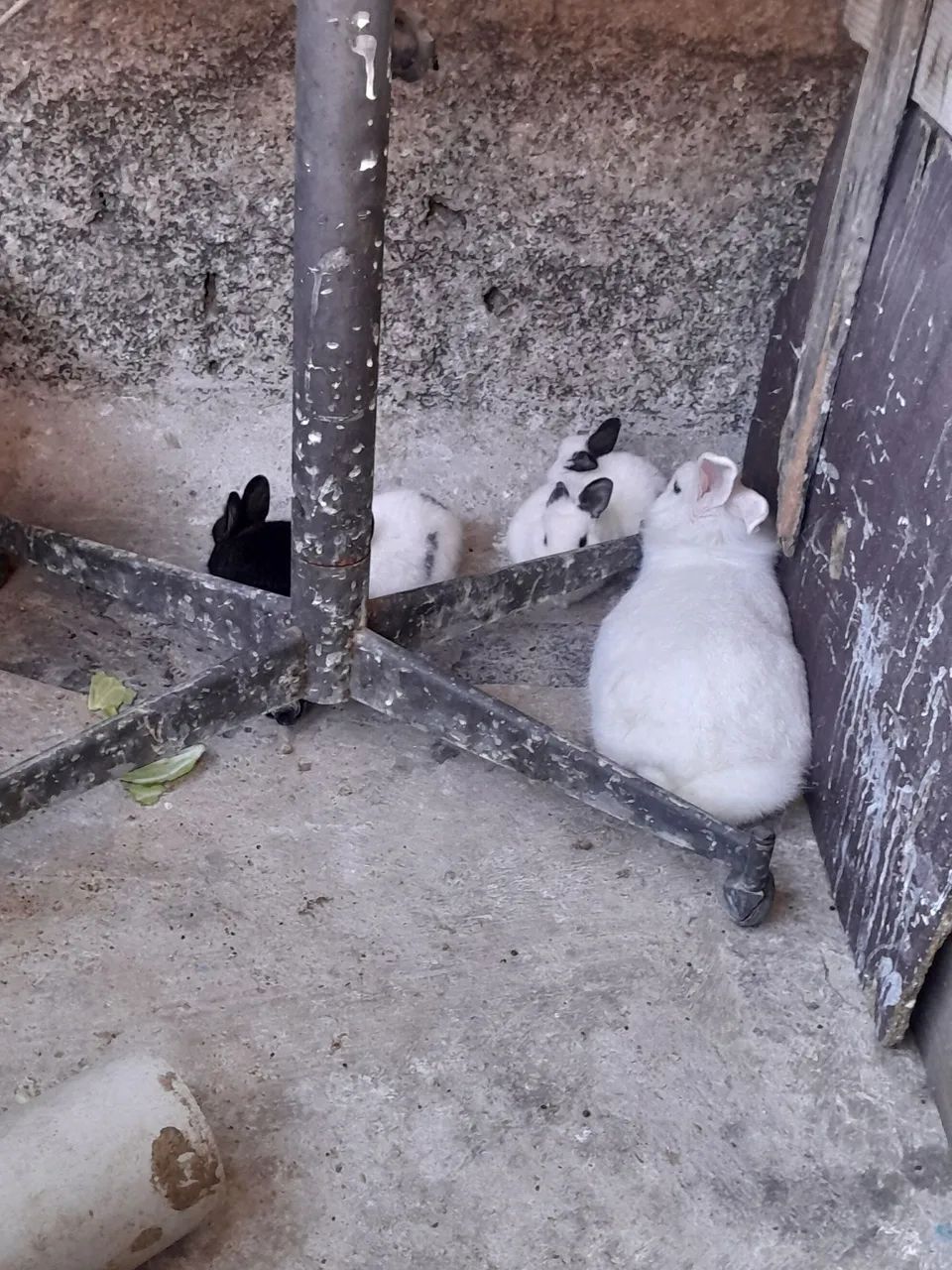 Coelhos ?  - Foto 2