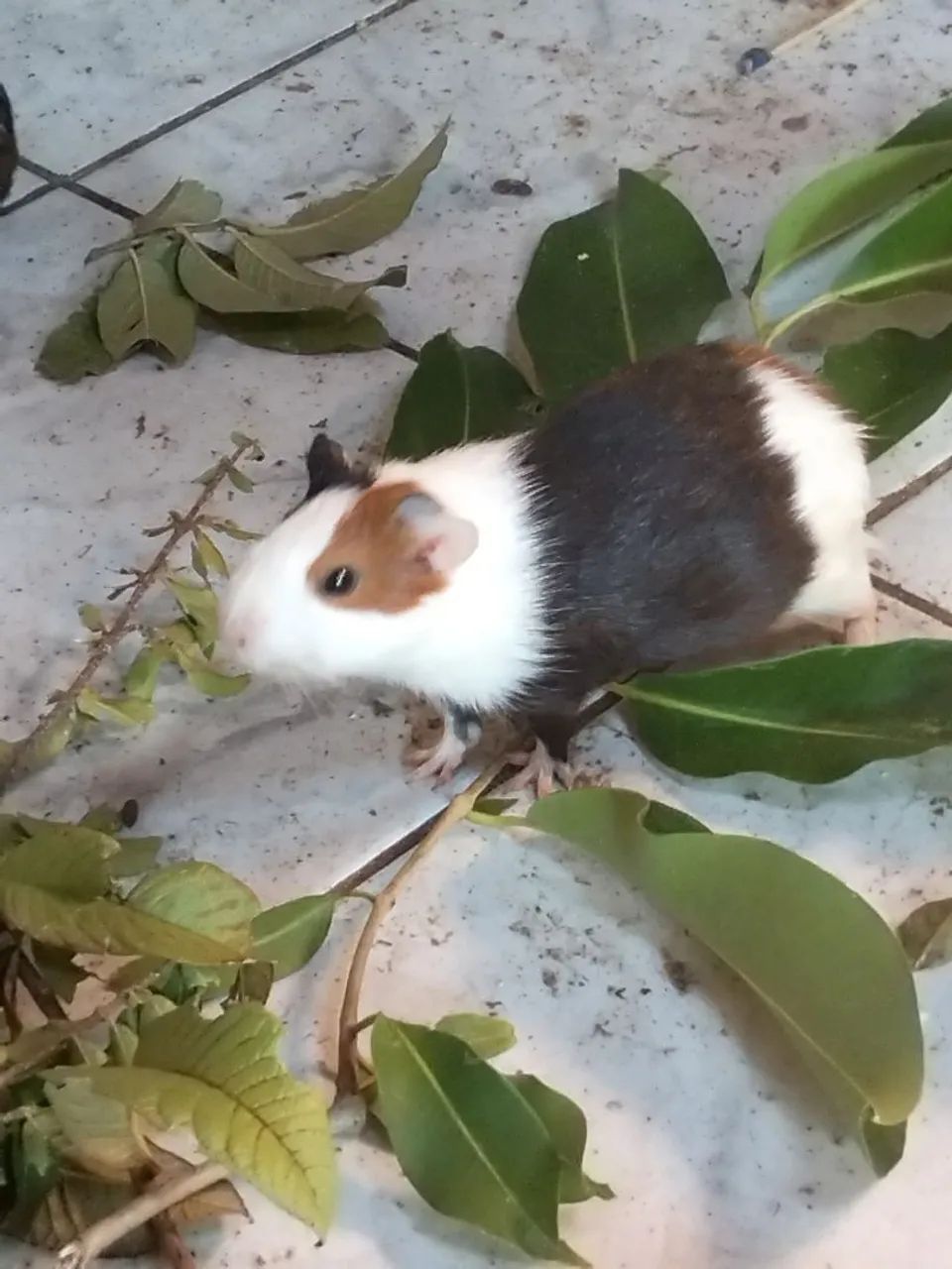 Porquinho da índia  - Foto 3