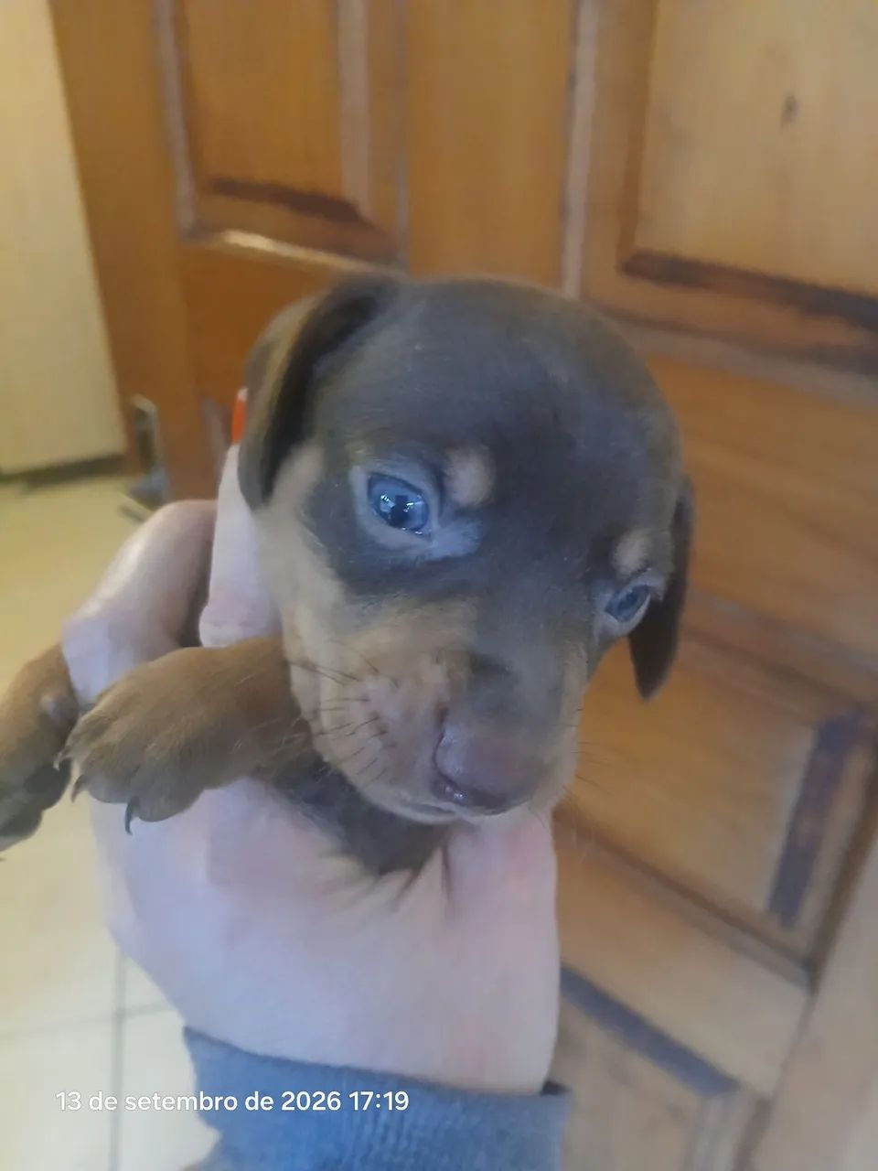 Lindo cofap chocolate  - Foto 2